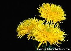 Chrysanthemum (Hoa Cuc)
