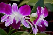 Orchid (Hoa Lan)