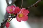 Peach Flower (Hoa Dao)