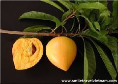 Canistel or Eggfruit (Trung ga)