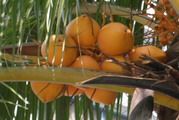 Coconut (Dua)