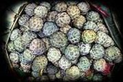 Custard Apple (Mang cau - Na)