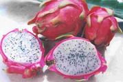 Dragon Fruits (thanh long)