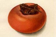 Persimmon (Hong)