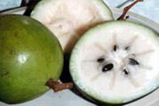 Star Apple (Vu sua)